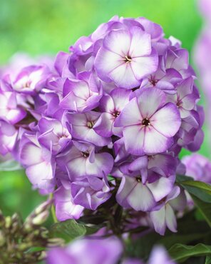 Phlox Sweet Summer Purple Bicolour 3 Litre