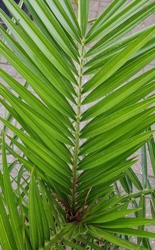 Phoenix Canariensis 10 Litre - image 1