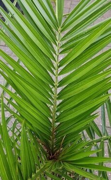 Phoenix Canariensis 10 Litre - image 1