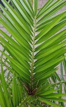 Phoenix Canariensis 35 Litre - image 1