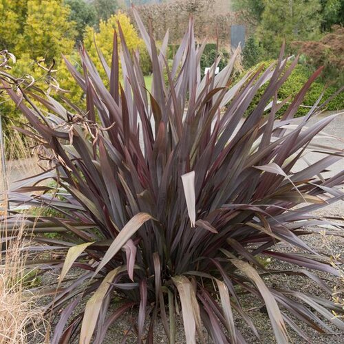 Phormium All Black 3 Litre