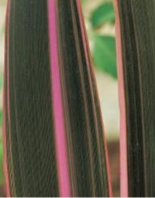 Phormium Flamingo 3 Litre