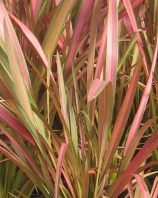 Phormium 'Jester' 10 Litre