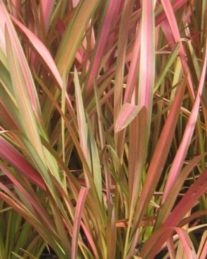 Phormium 'Jester' 10 Litre