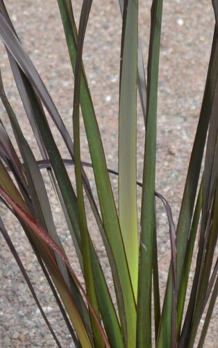 Phormium Platt's Black 20 Litre
