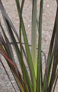 Phormium Platt's Black 20 Litre