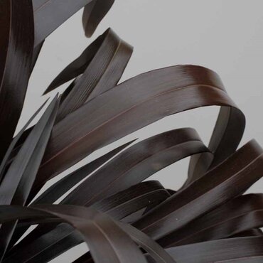 Phormium Platt's Black 3 Litre