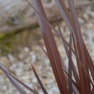 Phormium 'Red Sensation' 10 Litre