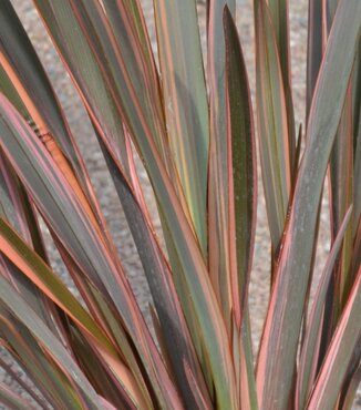 Phormium Sundowner 20 Litre