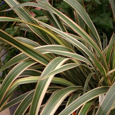 Phormium Tricolor 3 Litre