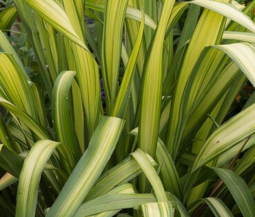 Phormium Wings Of Gold 3 Litre