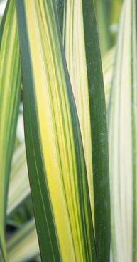 Phormium Yellow Wave 20 Litre