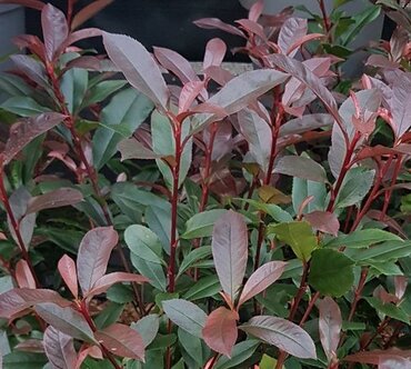 Photinia Devils Dream 6 Litre - image 1