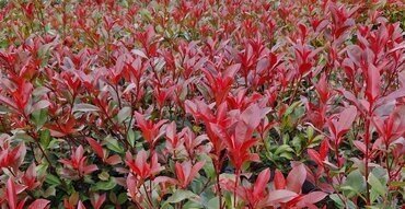 Photinia fraseri Carre Rogue 2 Litre
