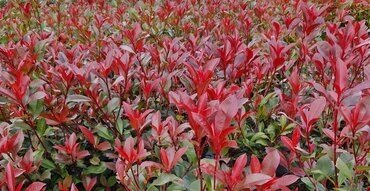 Photinia fraseri Carre Rogue 2 Litre
