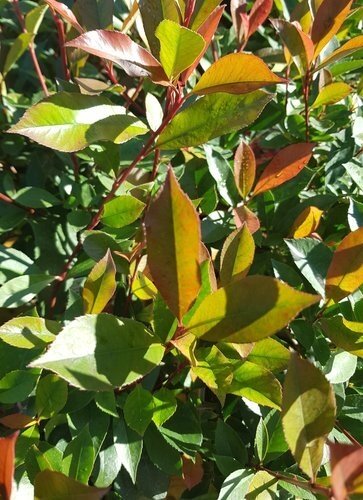 Photinia Little Red Devil Patio Pot 7.5 Litre - image 1