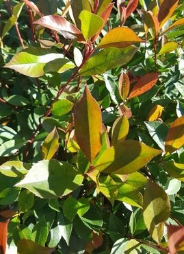 Photinia Little Red Devil Patio Pot 7.5 Litre - image 1