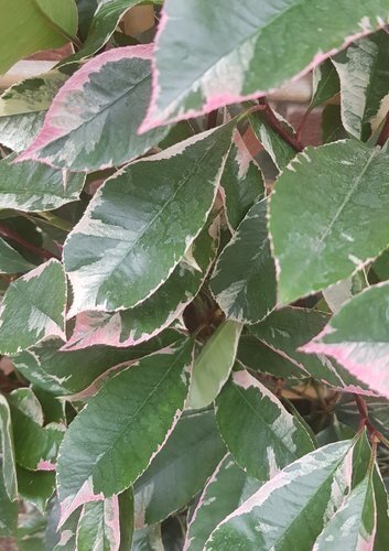 Photinia Louise on Trellis 10 Litre