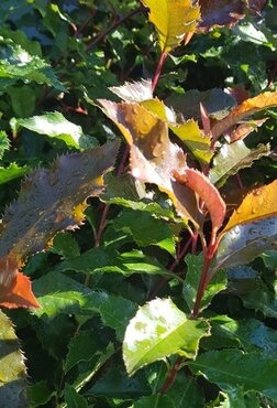 Photinia Magical Volcano 7.5 Litre