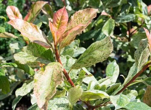 Photinia Pink Crispy 23cm - Stewarts Garden Centre