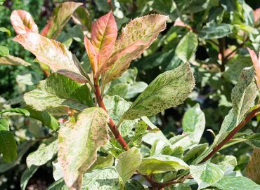 Photinia Pink Crispy 3 Litre - image 2