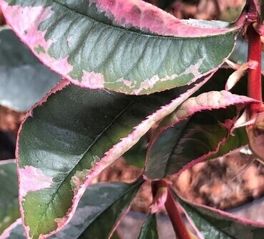 Photinia 'Pink Marble' Trellis 10 Litre