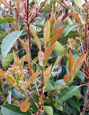 Photinia Red Robin 1.5m on Trellis 20 Litre