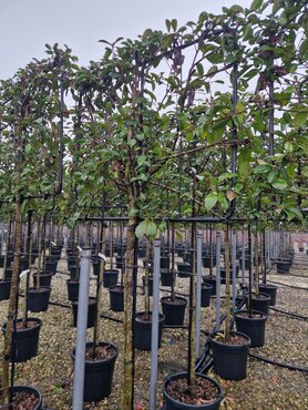 Photinia Red Robin Pleached 30 Litre - image 2