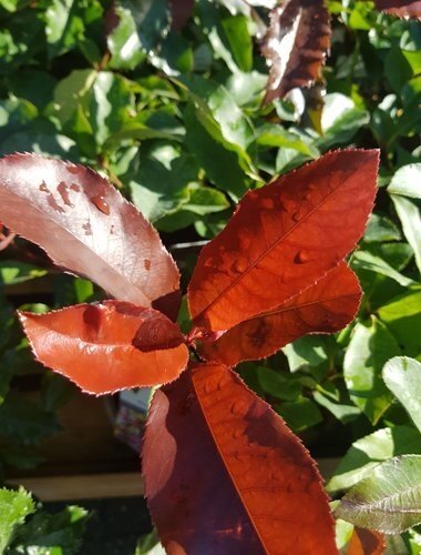 Photinia Scarlet Blaze on Trellis 9 litre - image 1
