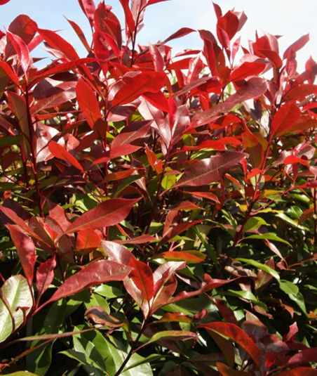 Photinia Serrulata Red Robin Bush Small 10 Litre - Stewarts Garden Centre