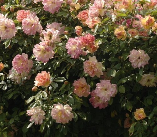 Phyllis Bide Rambling Rose 6 Litre - image 1