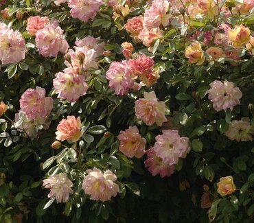 Phyllis Bide Rambling Rose 6 Litre - image 1