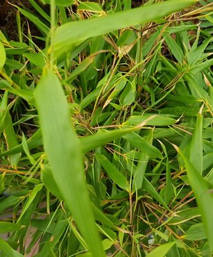 Phyllostachys fargesia 10L - image 1