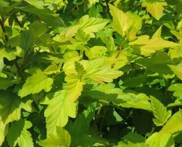 Physocarpus Angel Gold 3 Litre - image 2