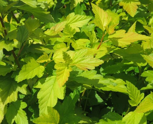 Physocarpus Angel Gold 7.5 Litre - image 1