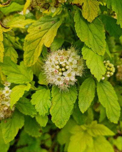 Physocarpus Dart's Gold 28cm