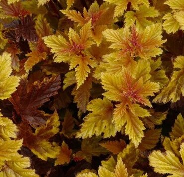 Physocarpus Little Angel 4.6 Litre - image 1