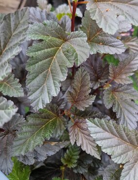 Physocarpus Little Devil 4.6 Litre - image 1