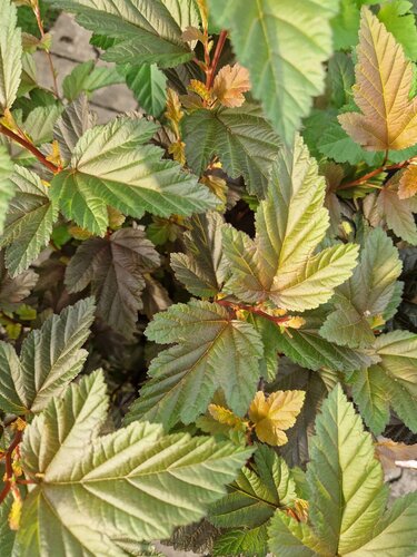 Physocarpus Magic Ball 4.6 Litre - image 1