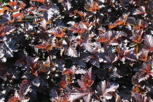 Physocarpus Midnight 7.5 Litre - image 1
