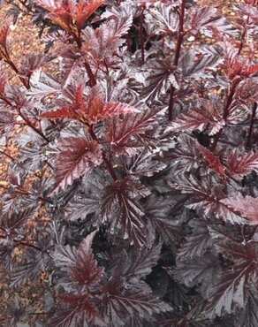Physocarpus Panther 3 Litre