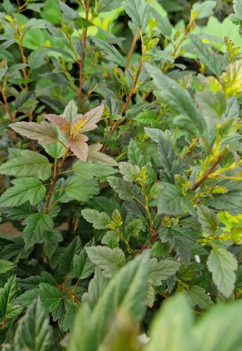 Physocarpus Panther 4.6 Litre - image 1
