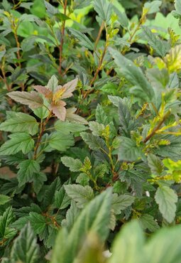 Physocarpus Panther 4.6 Litre - image 1