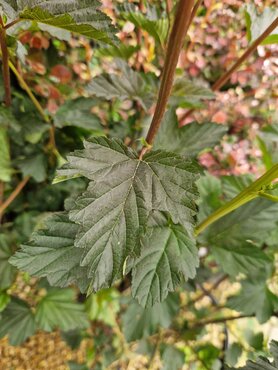 Physocarpus Red Baron 29cm