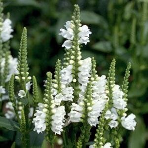 Physostegia Crystal Peak White 2 Litre