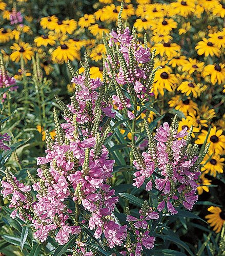 Physostegia Virginiana Rose Bouquet 9cm