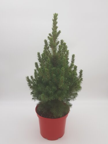 Picea Albertiana Conica in Red Pot 3 Litre