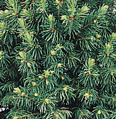 Picea glauca Conica 1m 7.5 Litre