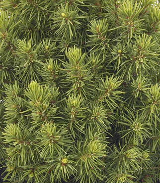 Picea glauca Lilliput 1 litre
