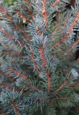 Picea glauca Sander's Blue 2.3 Litre